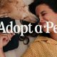 Best St. Louis Dog Rescue Groups & Adoption Centers | My Caring Dog – Tips, Stories, and Care Guides for Loving Pet Owners