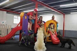 Best Norman's Dog Day Care | Top Rated | My Caring Dog – Tips, Stories, and Care Guides for Loving Pet Owners