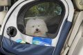 Top Dog Car Seat Cages for Safe Travel My Caring Dog – Tips, Stories, and Care Guides for Loving Pet Owners Top Dog Car Seat Cages for Safe Travel | My Caring Dog – Tips, Stories, and Care Guides for Loving Pet Owners