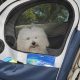 Top Dog Car Seat Cages for Safe Travel | My Caring Dog – Tips, Stories, and Care Guides for Loving Pet Owners