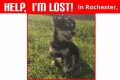 Lost Dog? Rochester NY Help & Resources My Caring Dog – Tips, Stories, and Care Guides for Loving Pet Owners Lost Dog? Rochester NY Help & Resources | My Caring Dog – Tips, Stories, and Care Guides for Loving Pet Owners
