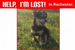 Lost Dog? Rochester NY Help & Resources | My Caring Dog – Tips, Stories, and Care Guides for Loving Pet Owners