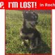 Lost Dog? Rochester NY Help & Resources | My Caring Dog – Tips, Stories, and Care Guides for Loving Pet Owners
