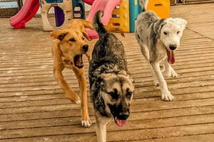 Best Unleashed Dog Day Care: Fun & Safe My Caring Dog – Tips, Stories, and Care Guides for Loving Pet Owners Best Unleashed Dog Day Care: Fun & Safe | My Caring Dog – Tips, Stories, and Care Guides for Loving Pet Owners