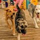 Best Unleashed Dog Day Care: Fun & Safe | My Caring Dog – Tips, Stories, and Care Guides for Loving Pet Owners