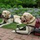 Getting a Service Dog: A Complete Guide | My Caring Dog – Tips, Stories, and Care Guides for Loving Pet Owners