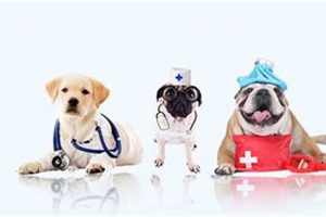 Car Dog Healthcare Tips &amp; Advice | My Caring Dog – Tips, Stories, and Care Guides for Loving Pet Owners