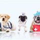 Car Dog Healthcare Tips &amp; Advice | My Caring Dog – Tips, Stories, and Care Guides for Loving Pet Owners