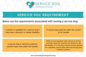 Essential Service Dog Training Guidelines & Tips My Caring Dog – Tips, Stories, and Care Guides for Loving Pet Owners Essential Service Dog Training Guidelines & Tips | My Caring Dog – Tips, Stories, and Care Guides for Loving Pet Owners