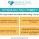 Essential Service Dog Training Guidelines & Tips | My Caring Dog – Tips, Stories, and Care Guides for Loving Pet Owners