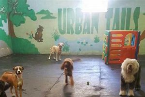 Complete Dog Care Guide in Houston | My Caring Dog – Tips, Stories, and Care Guides for Loving Pet Owners