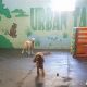 Complete Dog Care Guide in Houston | My Caring Dog – Tips, Stories, and Care Guides for Loving Pet Owners