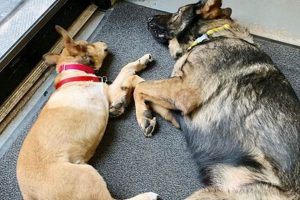Denver Dog Foster Care: Give a Pawsitive Home | My Caring Dog – Tips, Stories, and Care Guides for Loving Pet Owners