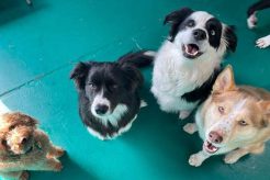 Top Dog Day Care Centers in Port Macquarie My Caring Dog – Tips, Stories, and Care Guides for Loving Pet Owners Top Dog Day Care Centers in Port Macquarie | My Caring Dog – Tips, Stories, and Care Guides for Loving Pet Owners