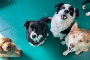 Top Dog Day Care Centers in Port Macquarie | My Caring Dog – Tips, Stories, and Care Guides for Loving Pet Owners