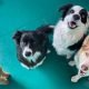Top Dog Day Care Centers in Port Macquarie | My Caring Dog – Tips, Stories, and Care Guides for Loving Pet Owners