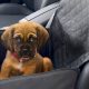 Is it Safe for Dogs in the Front Car Seat? | My Caring Dog – Tips, Stories, and Care Guides for Loving Pet Owners