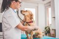 Veterinary Dogs My Caring Dog – Tips, Stories, and Care Guides for Loving Pet Owners Veterinary Dogs | My Caring Dog – Tips, Stories, and Care Guides for Loving Pet Owners
