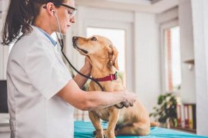 Veterinary Dogs | My Caring Dog – Tips, Stories, and Care Guides for Loving Pet Owners