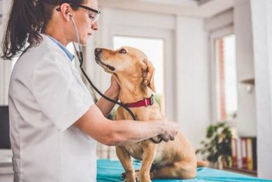 Veterinary Dogs My Caring Dog – Tips, Stories, and Care Guides for Loving Pet Owners Veterinary Dogs | My Caring Dog – Tips, Stories, and Care Guides for Loving Pet Owners