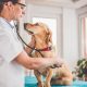 Veterinary Dogs | My Caring Dog – Tips, Stories, and Care Guides for Loving Pet Owners