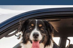 Dog Car Sickness: Tips & Tricks for Easy Travel My Caring Dog – Tips, Stories, and Care Guides for Loving Pet Owners Dog Car Sickness: Tips & Tricks for Easy Travel | My Caring Dog – Tips, Stories, and Care Guides for Loving Pet Owners