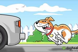 Top Answers: Dogs Chase Cars, People Chase...? | My Caring Dog – Tips, Stories, and Care Guides for Loving Pet Owners