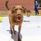 Top Dog Day Care in Madison WI | Best Centers | My Caring Dog – Tips, Stories, and Care Guides for Loving Pet Owners