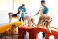 Car Dog Canine Coach: Expert Training My Caring Dog – Tips, Stories, and Care Guides for Loving Pet Owners Car Dog Canine Coach: Expert Training | My Caring Dog – Tips, Stories, and Care Guides for Loving Pet Owners