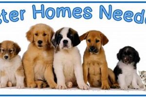 Chicago Foster Dog Care: Adopt, Don't Shop My Caring Dog – Tips, Stories, and Care Guides for Loving Pet Owners Chicago Foster Dog Care: Adopt, Don't Shop | My Caring Dog – Tips, Stories, and Care Guides for Loving Pet Owners