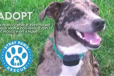 Find Your Furry Friend: Adopt a Dog in St. Louis, MO Today! My Caring Dog – Tips, Stories, and Care Guides for Loving Pet Owners Find Your Furry Friend: Adopt a Dog in St. Louis, MO Today! | My Caring Dog – Tips, Stories, and Care Guides for Loving Pet Owners