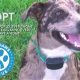 Find Your Furry Friend: Adopt a Dog in St. Louis, MO Today! | My Caring Dog – Tips, Stories, and Care Guides for Loving Pet Owners