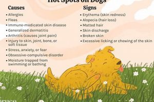 Dog Hot Spot Care: Guide & Remedies My Caring Dog – Tips, Stories, and Care Guides for Loving Pet Owners Dog Hot Spot Care: Guide & Remedies | My Caring Dog – Tips, Stories, and Care Guides for Loving Pet Owners