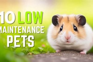 Top Low-Maintenance Pet Dogs for Busy Owners My Caring Dog – Tips, Stories, and Care Guides for Loving Pet Owners Top Low-Maintenance Pet Dogs for Busy Owners | My Caring Dog – Tips, Stories, and Care Guides for Loving Pet Owners