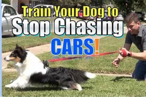 Stop Dog Chasing Cars: Effective Training Guide My Caring Dog – Tips, Stories, and Care Guides for Loving Pet Owners Stop Dog Chasing Cars: Effective Training Guide | My Caring Dog – Tips, Stories, and Care Guides for Loving Pet Owners