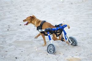 Special Dogs For Special Needs My Caring Dog – Tips, Stories, and Care Guides for Loving Pet Owners Special Dogs For Special Needs | My Caring Dog – Tips, Stories, and Care Guides for Loving Pet Owners