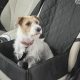 Best Dog Covers for Car Front Seats &amp; Protection | My Caring Dog – Tips, Stories, and Care Guides for Loving Pet Owners