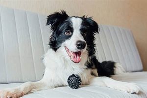 Top 5 Easiest Big Dogs to Care For My Caring Dog – Tips, Stories, and Care Guides for Loving Pet Owners Top 5 Easiest Big Dogs to Care For | My Caring Dog – Tips, Stories, and Care Guides for Loving Pet Owners