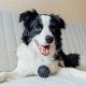 Top 5 Easiest Big Dogs to Care For | My Caring Dog – Tips, Stories, and Care Guides for Loving Pet Owners