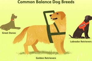 Free Service Dogs for MS: Grants & Assistance | My Caring Dog – Tips, Stories, and Care Guides for Loving Pet Owners