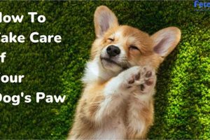 Ultimate Dog Paw Care Guide: Tips & Tricks My Caring Dog – Tips, Stories, and Care Guides for Loving Pet Owners Ultimate Dog Paw Care Guide: Tips & Tricks | My Caring Dog – Tips, Stories, and Care Guides for Loving Pet Owners