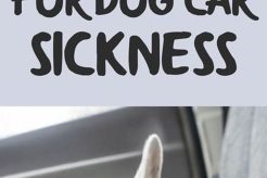 Best Car Sick Dog Meds: Relief for Travel My Caring Dog – Tips, Stories, and Care Guides for Loving Pet Owners Best Car Sick Dog Meds: Relief for Travel | My Caring Dog – Tips, Stories, and Care Guides for Loving Pet Owners