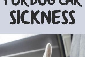 Best Car Sick Dog Meds: Relief for Travel My Caring Dog – Tips, Stories, and Care Guides for Loving Pet Owners Best Car Sick Dog Meds: Relief for Travel | My Caring Dog – Tips, Stories, and Care Guides for Loving Pet Owners