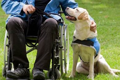 Best Help Dogs for Cars: A Guide My Caring Dog – Tips, Stories, and Care Guides for Loving Pet Owners Best Help Dogs for Cars: A Guide | My Caring Dog – Tips, Stories, and Care Guides for Loving Pet Owners