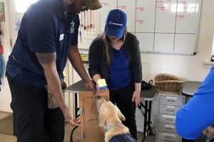Best Service Dog Training Organizations & Schools My Caring Dog – Tips, Stories, and Care Guides for Loving Pet Owners Best Service Dog Training Organizations & Schools | My Caring Dog – Tips, Stories, and Care Guides for Loving Pet Owners