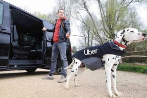 Can I Bring My Dog in an Uber? Pet Policy Explained My Caring Dog – Tips, Stories, and Care Guides for Loving Pet Owners Can I Bring My Dog in an Uber? Pet Policy Explained | My Caring Dog – Tips, Stories, and Care Guides for Loving Pet Owners