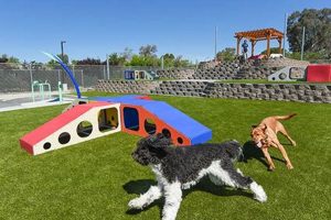 Ultimate Play & Chase Dog Care Guide My Caring Dog – Tips, Stories, and Care Guides for Loving Pet Owners Ultimate Play & Chase Dog Care Guide | My Caring Dog – Tips, Stories, and Care Guides for Loving Pet Owners