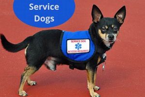 The Ultimate Guide to Small Service Dogs My Caring Dog – Tips, Stories, and Care Guides for Loving Pet Owners The Ultimate Guide to Small Service Dogs | My Caring Dog – Tips, Stories, and Care Guides for Loving Pet Owners