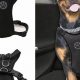 Best Padded Dog Car Harnesses for Safe Travel | My Caring Dog – Tips, Stories, and Care Guides for Loving Pet Owners