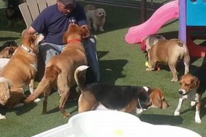 Top Dog Day Care in Las Vegas NV: Best Options | My Caring Dog – Tips, Stories, and Care Guides for Loving Pet Owners